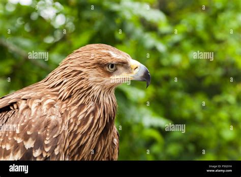 Close Up Photo Of Golden Eagle Aquila Chrysaetos One Of The Best Known