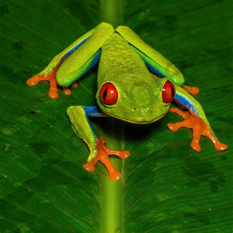 Tree Frogs Home And Living Outdoor And Gardening Jan