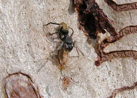 Ant Mimic Jumping Spiders Myrmarachne Sp