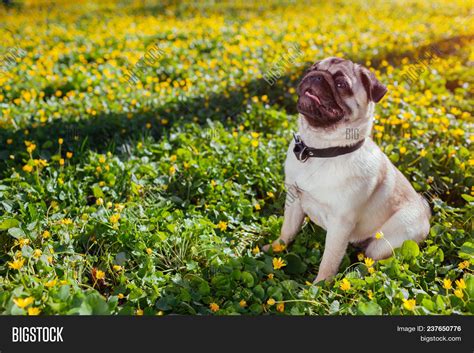 Pug Dog Walking Spring Image And Photo Free Trial Bigstock