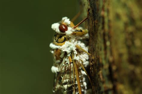 Cicada Fungus Project Noah