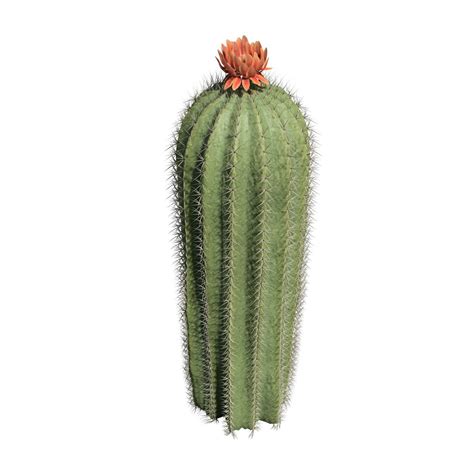 Repotting the golden barrel cactus should be done in the summer or the beginning of the growing. Barrel Cactus - SpeedTree