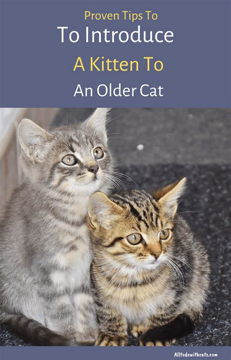 How To Introduce A Kitten To An Older Cat Tribuntech
