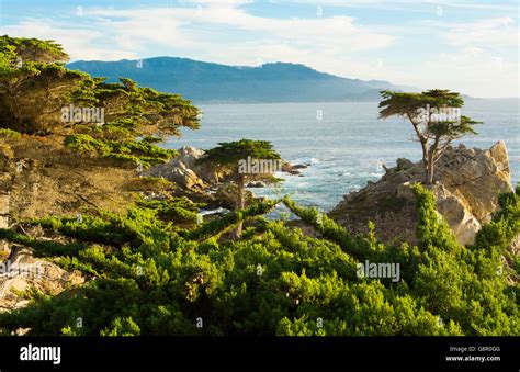 Pebble Beach California Famous Lone Elm Cypress Tree And Ocean On 17