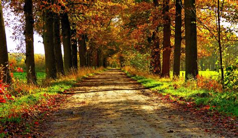 Autumn Nature Forest Path Park Colorful Leaves Trees Road