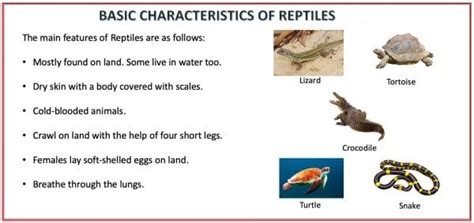 Animal Kingdom - Classification, Characteristics And Examples » Selftution