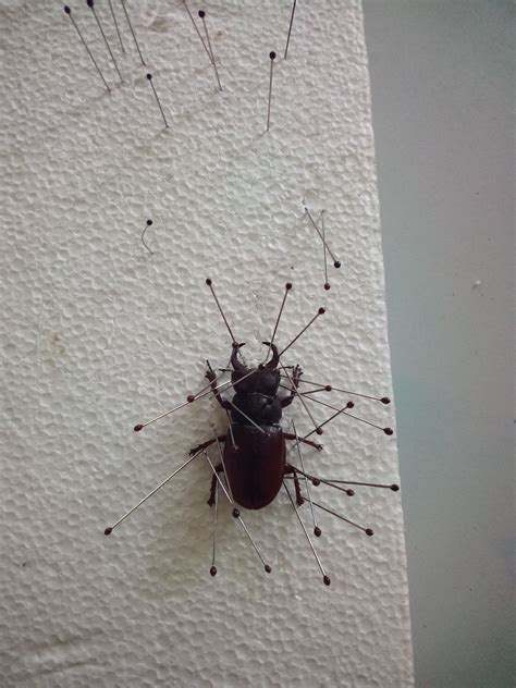 Pinning A Stag Beetle In 2022 Stag Beetle Stag Beetle