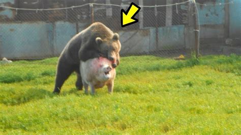 El Poder Del Oso Vs León Lobo Tigre Toro Perro Youtube