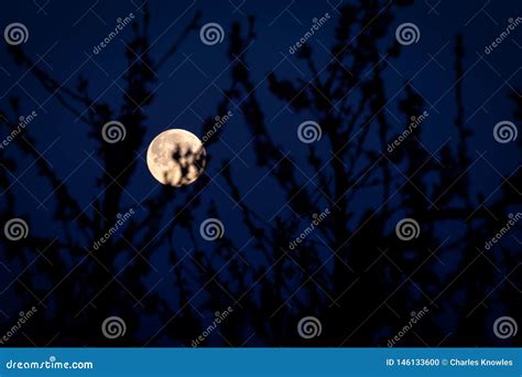 Full Moon Seen Through Tree Branches In A Fruit Orchard Stock Photo
