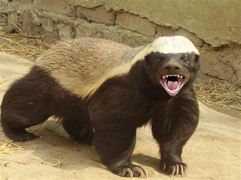Donald Trumps Campaign And The Honey Badger Cbs News