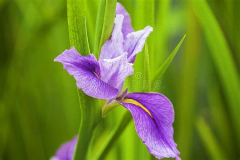 A Lilac Iris Flower In The Garden Stock Photo Image Of Colourful