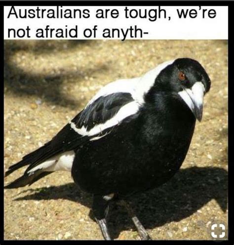 Oh Yeah Australia Funny Australian Animals Funny Supernatural Memes