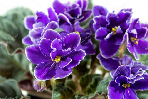 African Violet Saintpaulia — Stock Photo © Laures 94103942