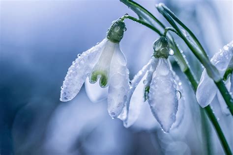 Download Dew Drop Macro Nature White Flower Flower Snowdrop Hd Wallpaper