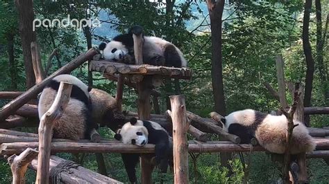 Panda Disturbing His Sleepy Friends Youtube