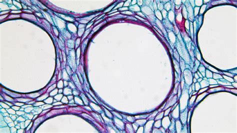Check spelling or type a new query. Why Plant Stem Cells are Being Used in Hair Care Products