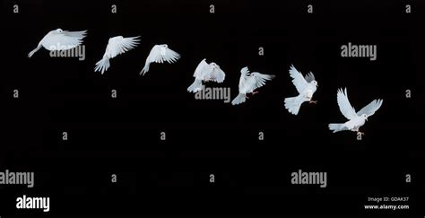 White Dove In Flight Movement Sequence Stock Photo Alamy