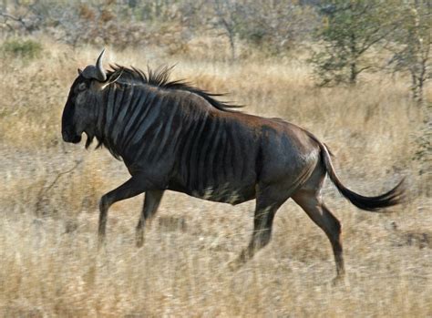 gnu Full HD Wallpaper and Background Image | 2559x1886 | ID:461223