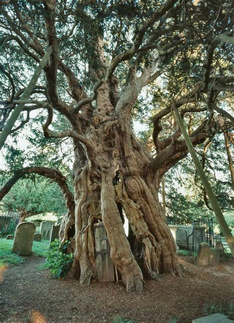 Famous Trees Found In The Uk History And Where To See