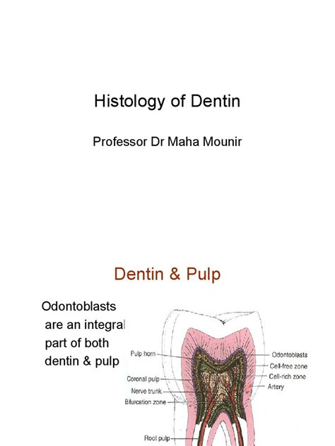 Histology Of Dentin Dentin Tooth