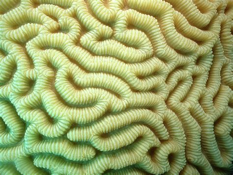 Close Up Of Brain Coral Photograph By Kaz Curtis Fine Art America