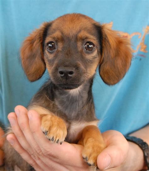Every dog deserves a loving home: The British Puppies debut for adoption today!