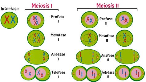 Meiosis Paso A Paso Youtube