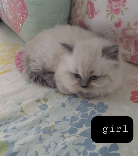 Himalayan Persian Cats For Sale | Joplin, MO #419604