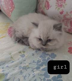 Craigslist Joplin Pets Uncover The Love Story Waiting Just For You