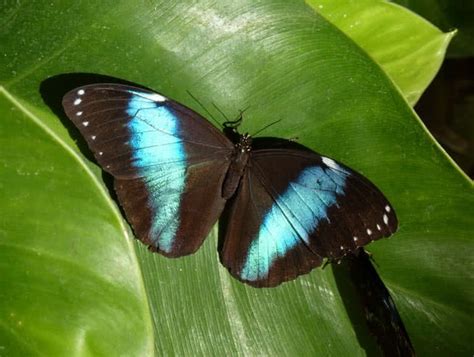 10 Most Unusual And Beautiful Butterflies In The World