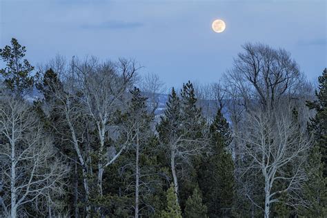 Full Moon Over Trees At Dusk Photograph By Belinda Greb Fine Art America