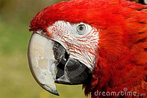 Close Up Portrait Of A Red Macaw Parrot Stock Image Image Of Animal Amazon 8836793