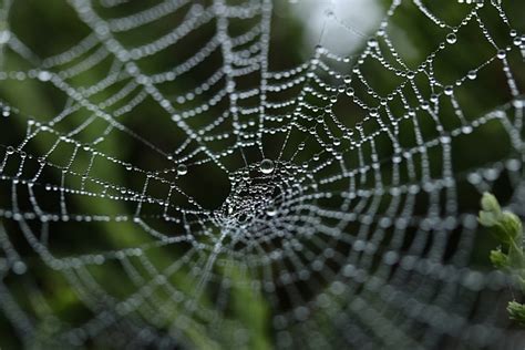 How To Photograph A Spider Web 16 Expert Tips