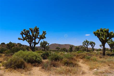 Joshua Tree National Park Mojave Desert Stock Photo Image Of Plant