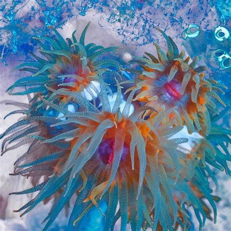 ANDHRA PEOPLES BEAT: COLORFUL MARINE LIFE OF INDONESIA