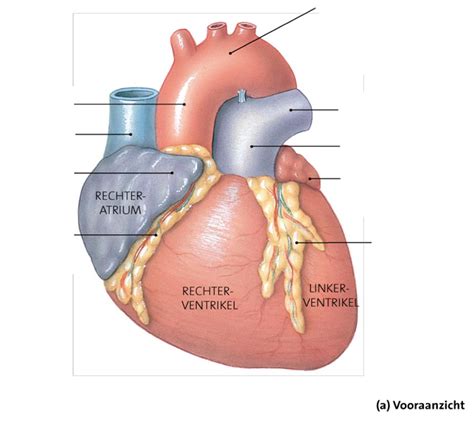 Uitwendige Anatomie Van Het Hart Diagram Quizlet