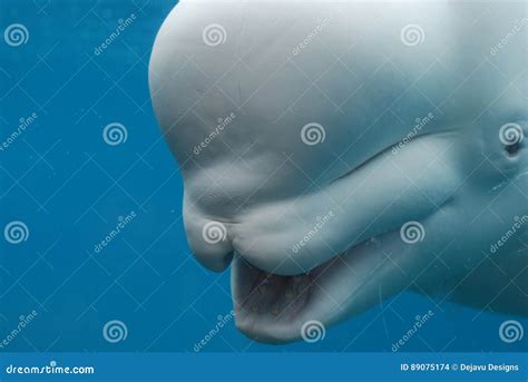 Beluga Whale With His Mouth Open Showing His Teeth Stock Photo Image