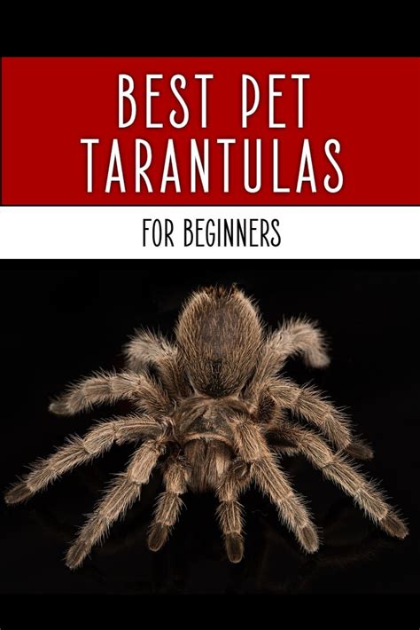 Cobalt blue tarantulas are one of the most impressive tarantulas available in the pet trade. Best Tarantula Pet | Keeping Exotic Pets