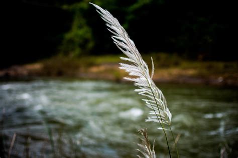 Free Picture Water Nature River Reed Herb Plant Riverbank