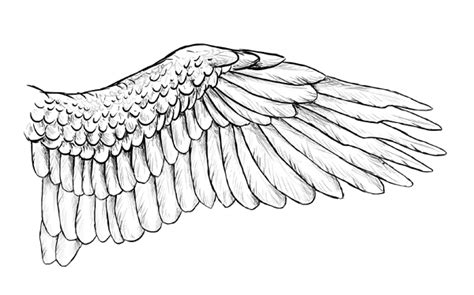 Eagle Wings Drawing Realistic Drawing Skill