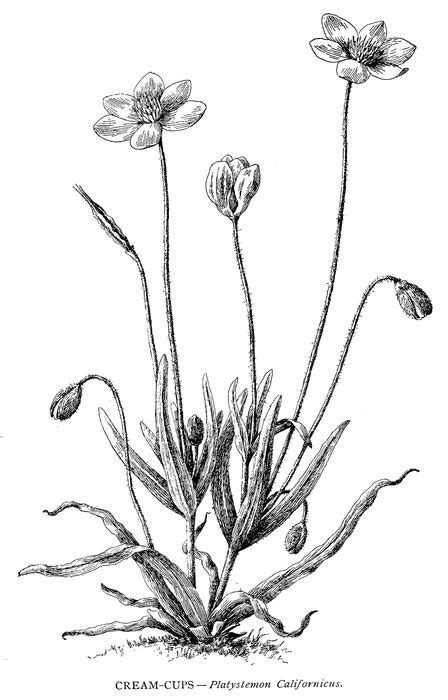 Unlike evergreen ferns, deciduous ferns are going to lose their green every single year. The Wild Flowers of California: Their Names, Haunts, and ...