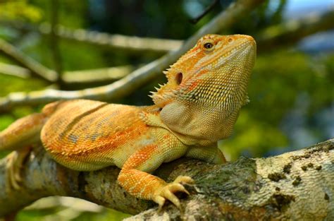 Bearded Dragon Third Eye Everything You Need To Know