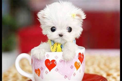The Origin Of Teacup Maltese Dogs And How To Care Them