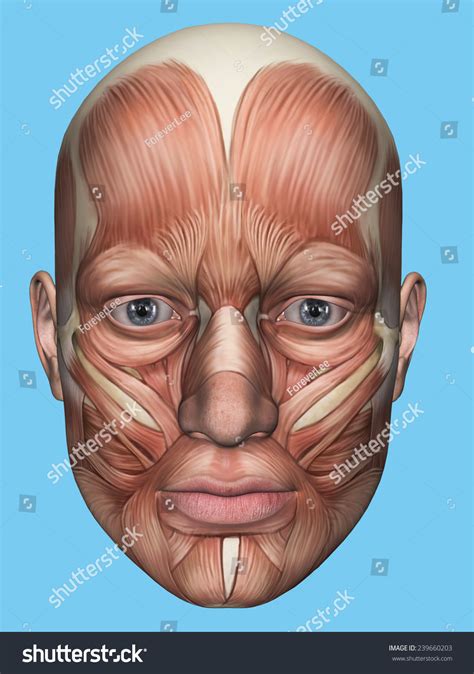 Anatomy Front View Major Face Muscles Stock Illustration 239660203
