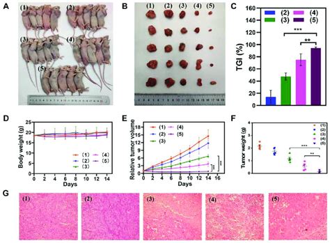 In Vivo Antitumor Efficiency Of A Toward Tumor Bearing Balb C Mice Download Scientific