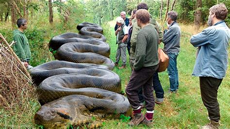 Most Amazing Animals Video Giant Python Snake Attack Car Big Snake