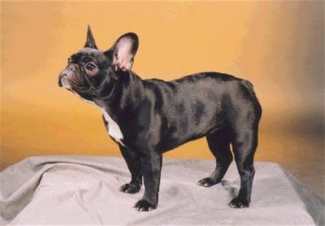 Otherwise it will cause problems in weight gain, by damaging their physical structure. 20 Things Only French Bulldog Owners Would Understand