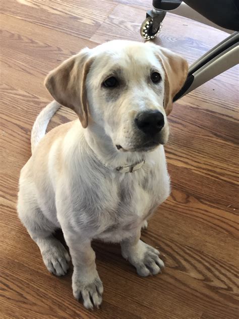 Or advertise your labrador puppies for free. Labrador Retriever Puppies For Sale | White Plains, NY #307990