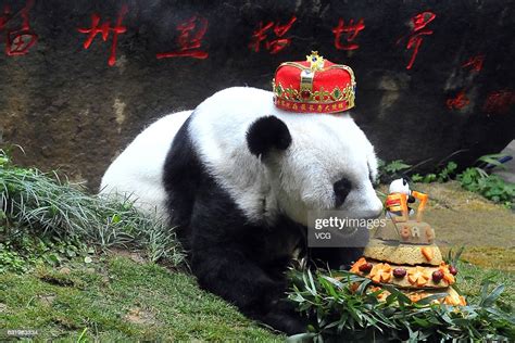 The Worlds Oldest Giant Panda Basi In Captivity Eats News Photo