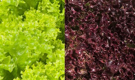 We did not find results for: Come coltivare l'insalata da taglio. Consigli e trucchi ...